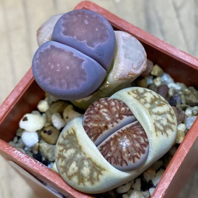 SH37939 Lithops julii ‘Kikushogiyoku’ + Lithops salicola ‘Sato’s Violet’ hybrid