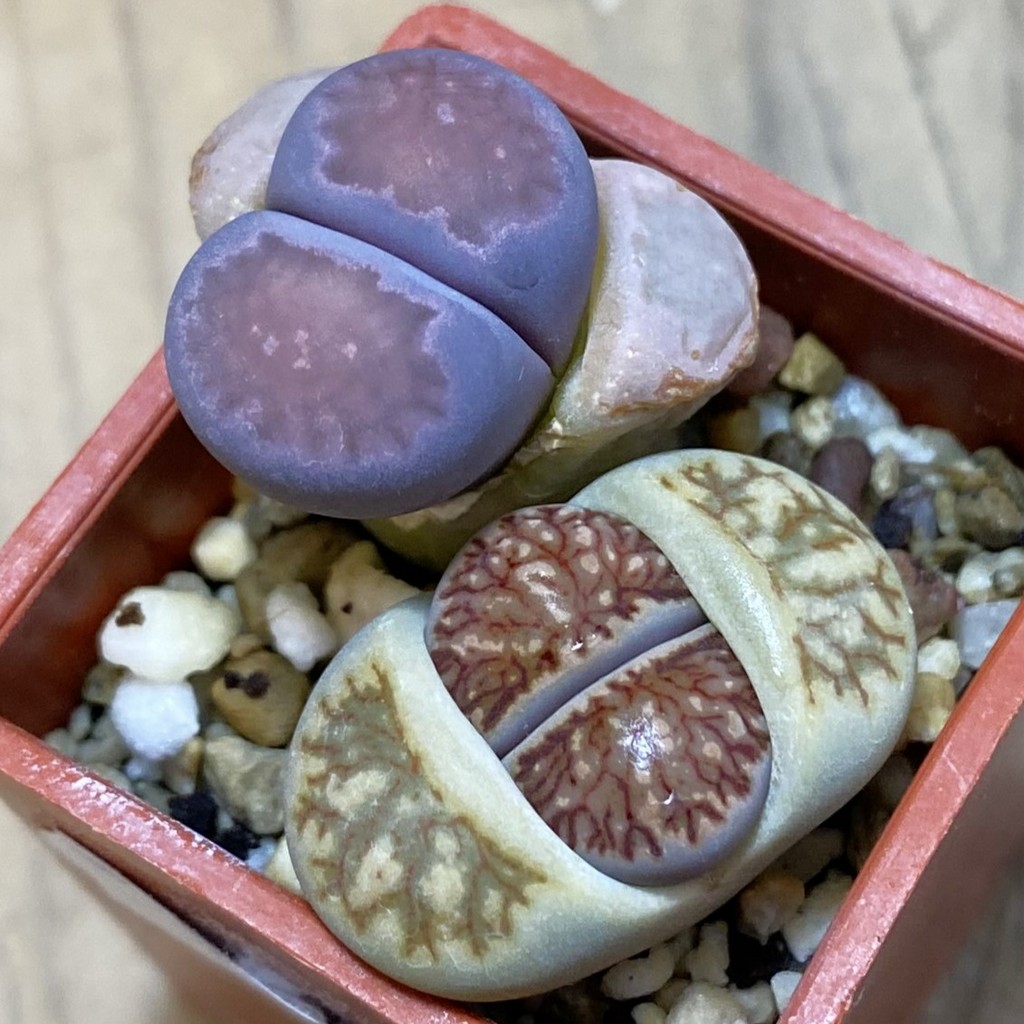 SH37939 Lithops julii ‘Kikushogiyoku’ + Lithops salicola ‘Sato’s Violet’ hybrid