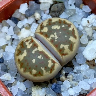 SH37940 Lithops dorotheae
