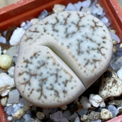 SH37941 Lithops ‘Talisman’ F2