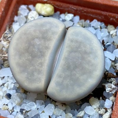 SH37942 Lithops karasmontana v. opalina