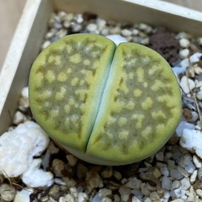 SH37893 Lithops hallii ‘Green Soapstone’