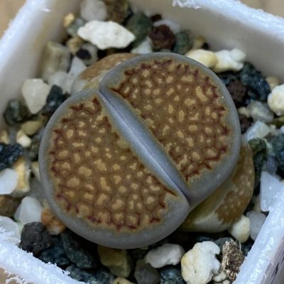 SH37943 Lithops hallii