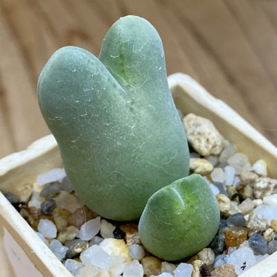SH37944 Conophytum blandum ARM514