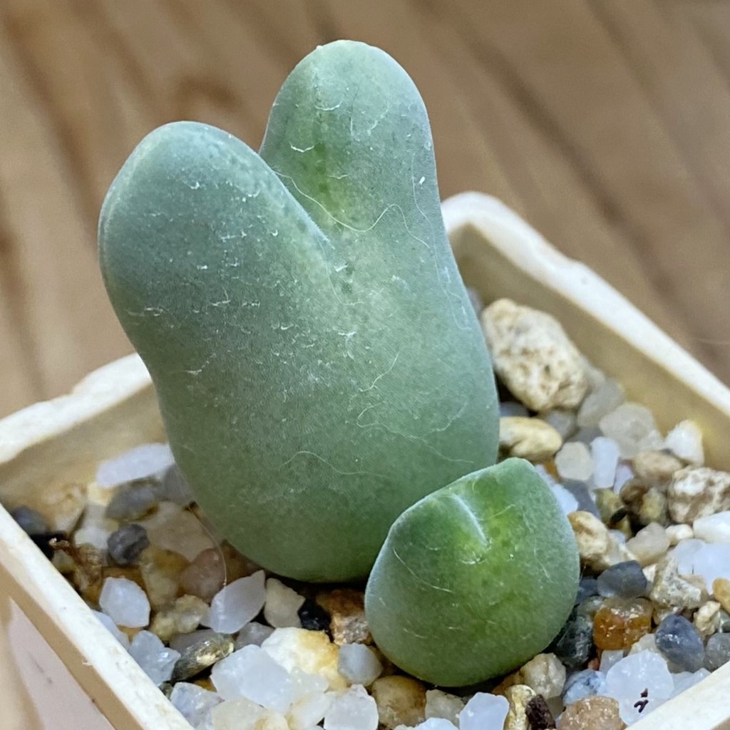 SH37944 Conophytum blandum ARM514
