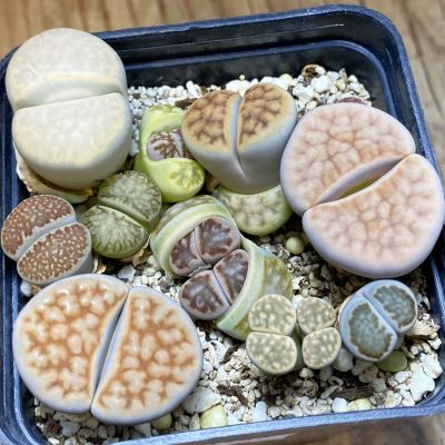 SH37945 Lithops mix