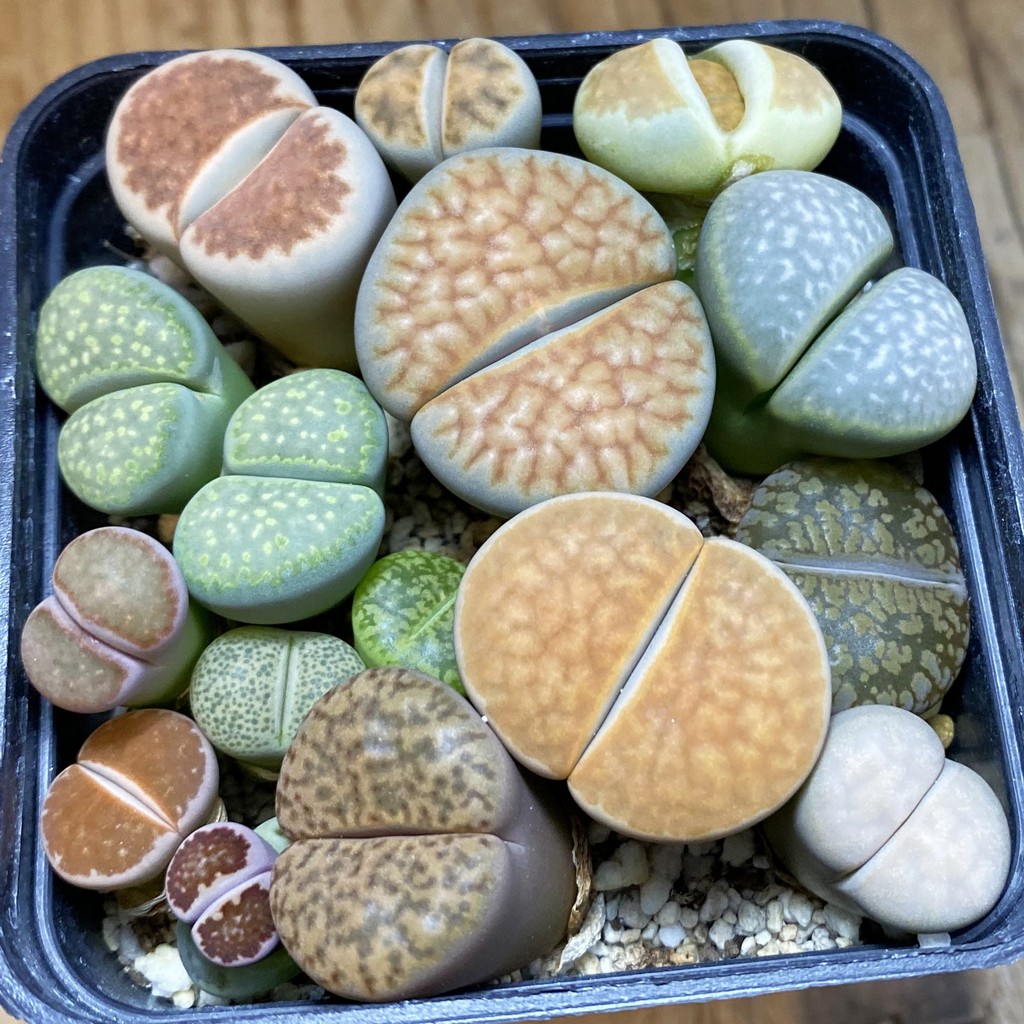 SH37946 Lithops mix