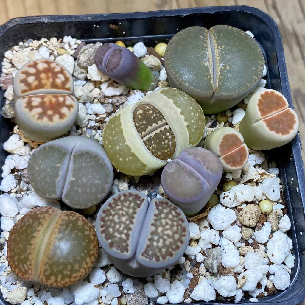SH37947 Lithops mix
