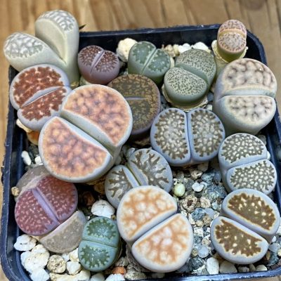 SH37948 Lithops mix