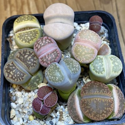 SH37949 Lithops mix