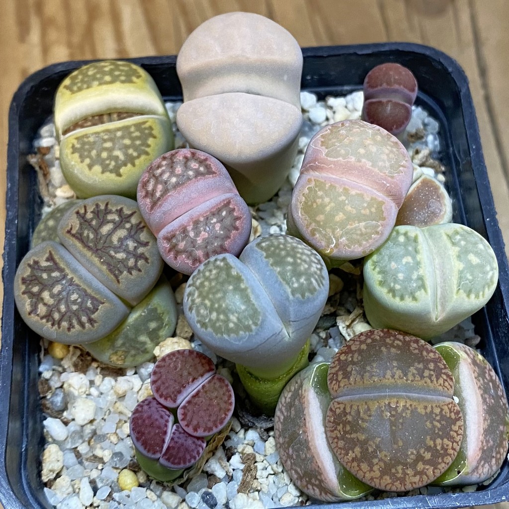 SH37949 Lithops mix
