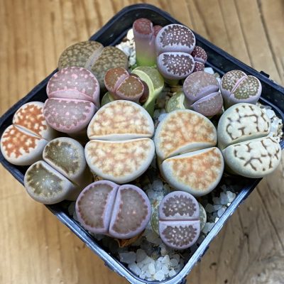 SH37950 Lithops mix