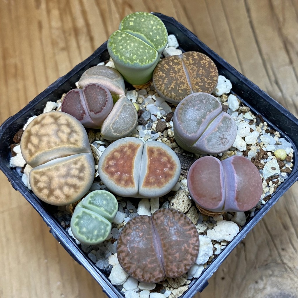 SH37951 Lithops mix