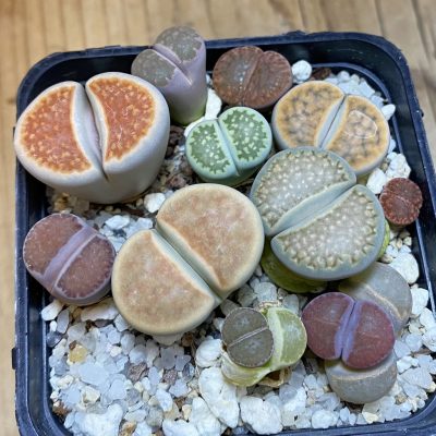 SH37952 Lithops mix