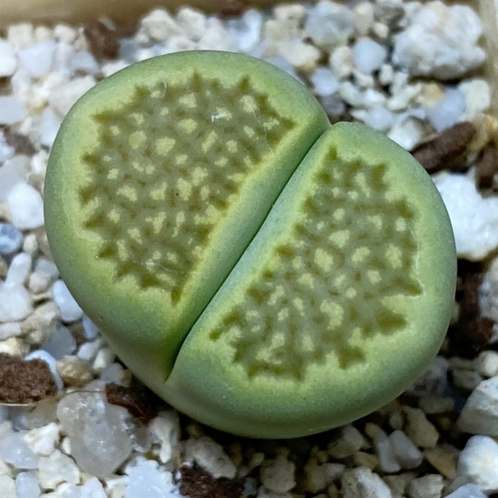 SH37894 Lithops hallii ‘Green Soapstone’