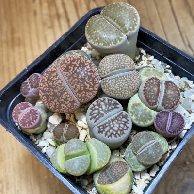 SH37953 Lithops mix