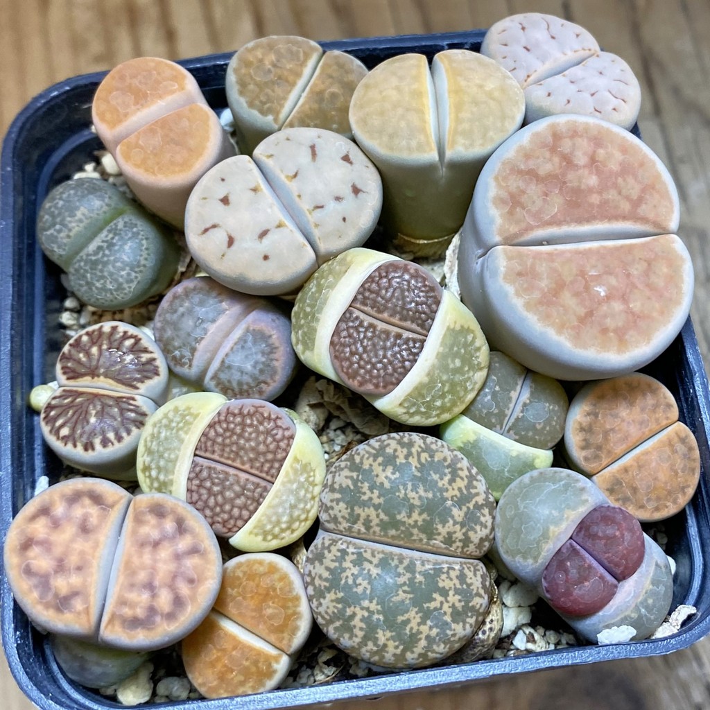 SH37954 Lithops mix