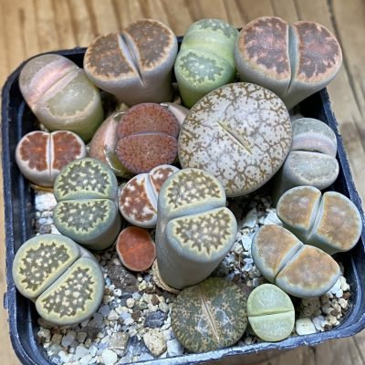 SH37955 Lithops mix