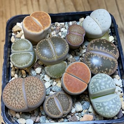SH37956 Lithops mix