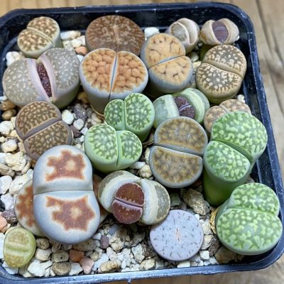 SH37957 Lithops mix