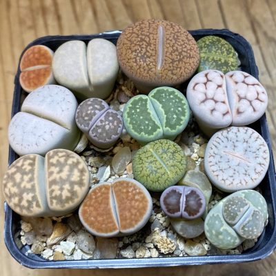 SH37958 Lithops mix