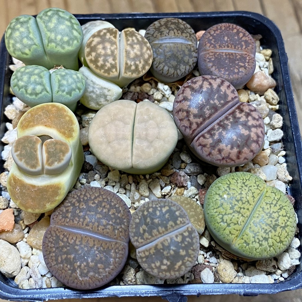 SH37959 Lithops mix