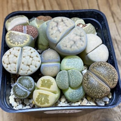 SH37960 Lithops mix