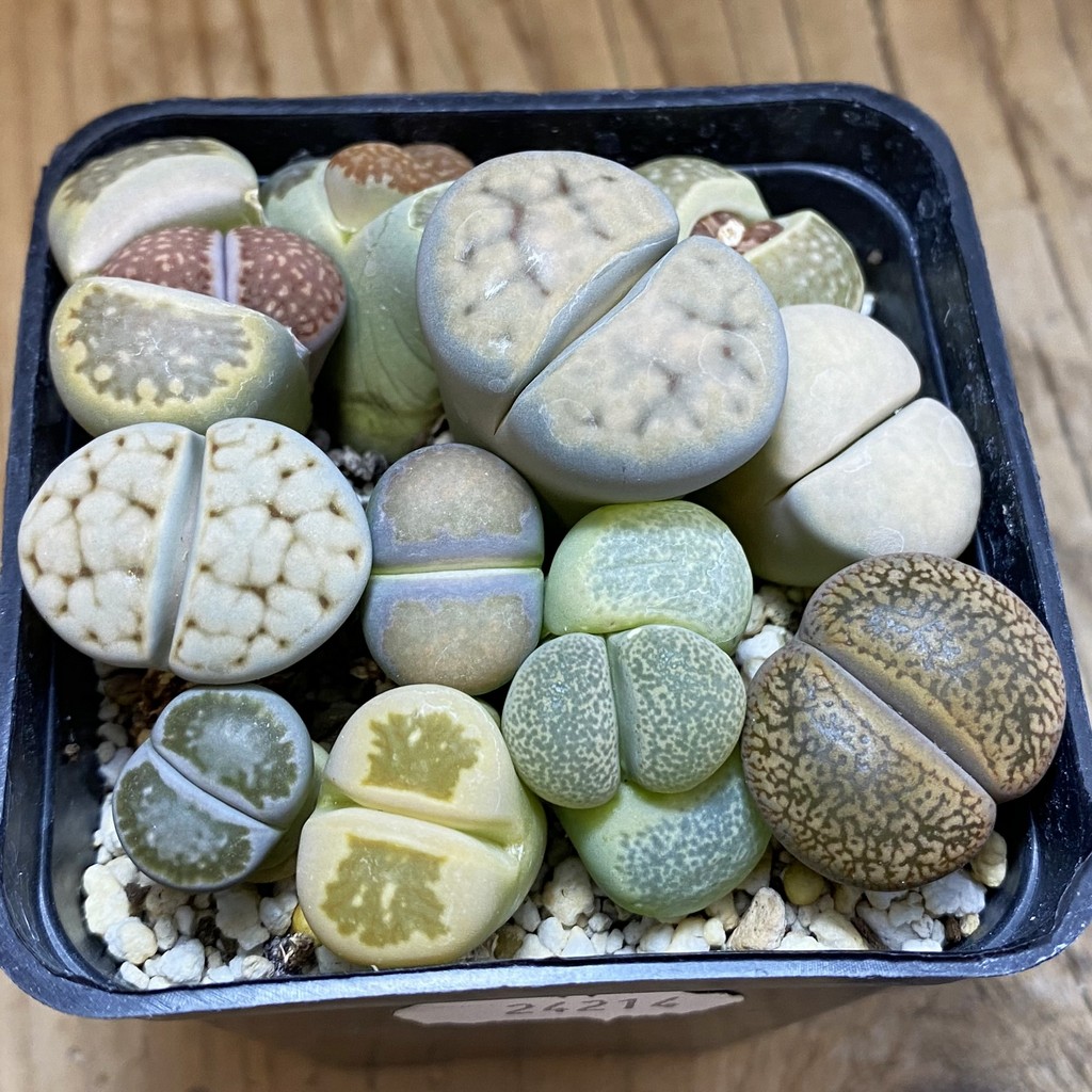 SH37960 Lithops mix