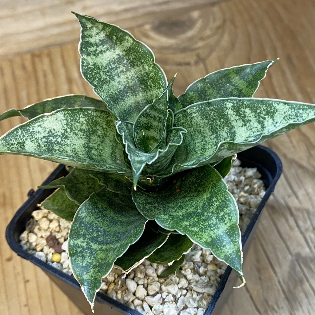 SH37961 Sansevieria 'Mahanakorn'