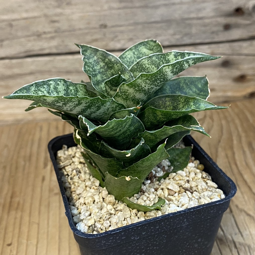 SH37961 Sansevieria 'Mahanakorn' - Image 2