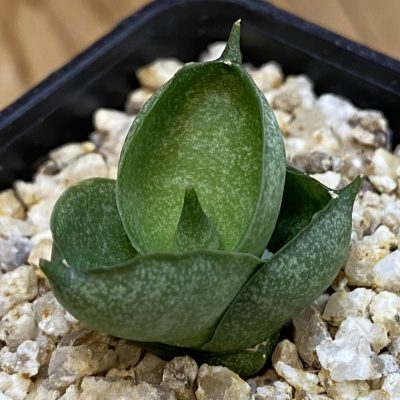 SH37962 Sansevieria ‘Tatutami’