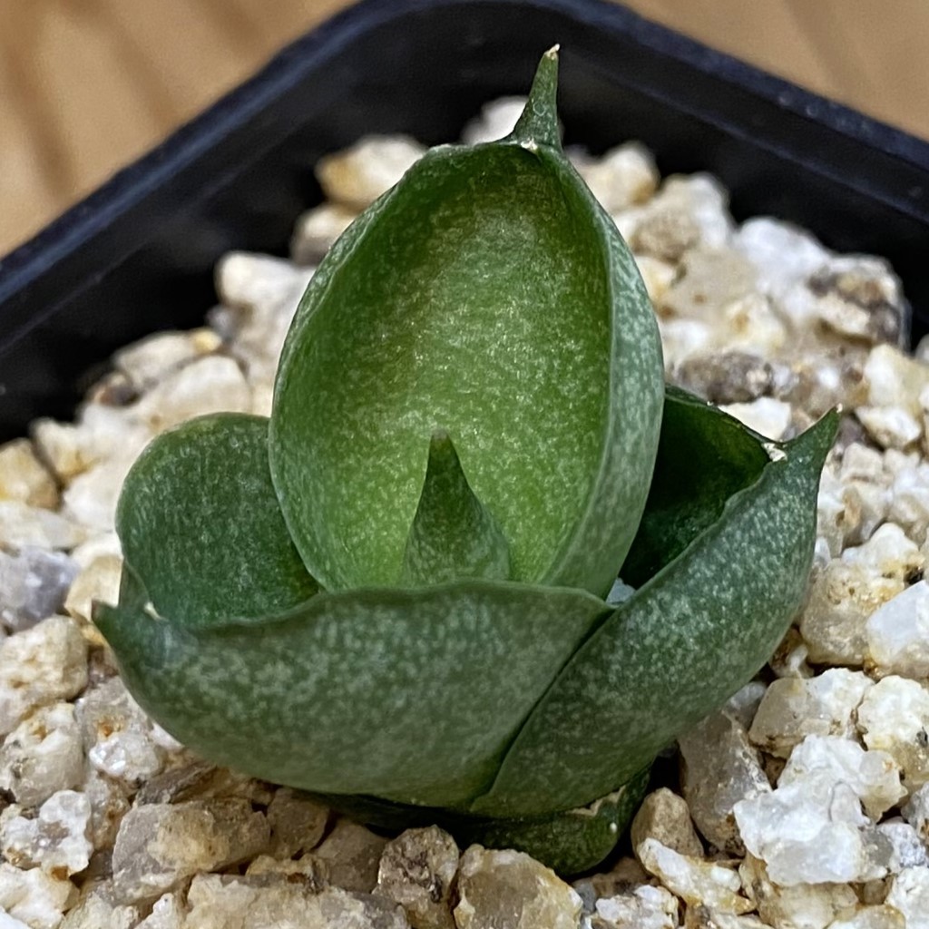 SH37962 Sansevieria ‘Tatutami’