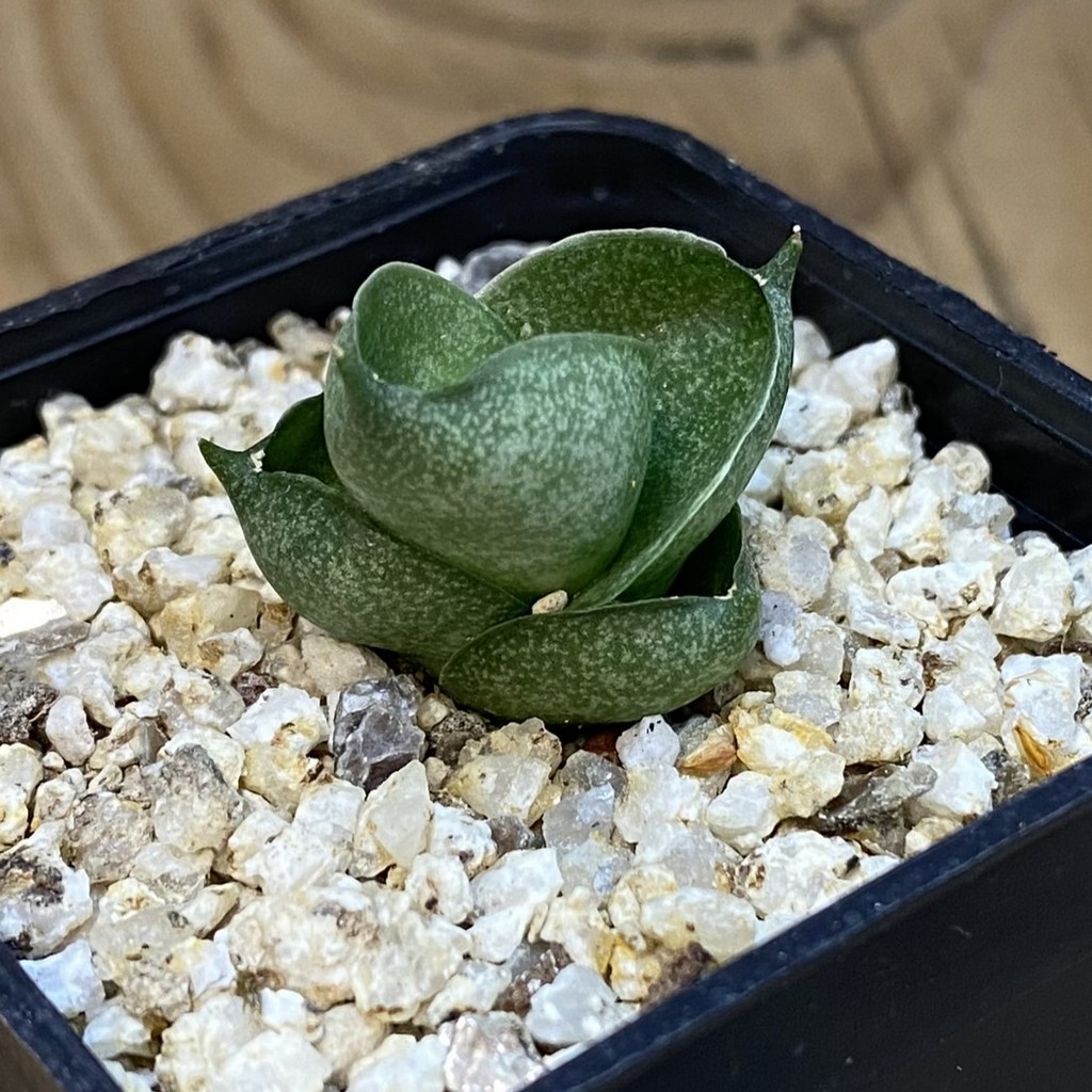 SH37962 Sansevieria ‘Tatutami’ - Image 2