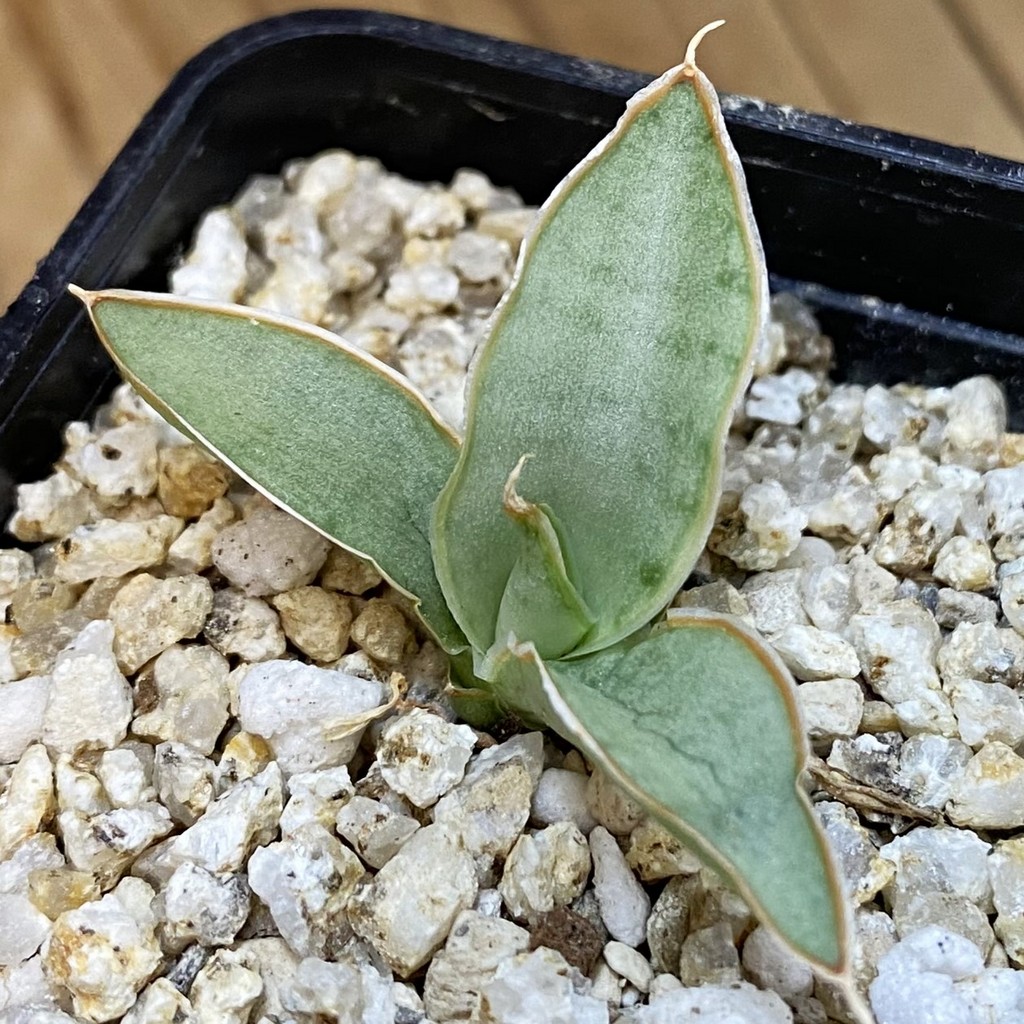 SH37963 Sansevieria ‘Chao Phraya’