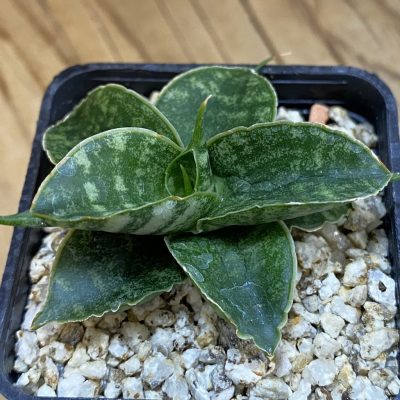 SH37964 Sansevieria ‘Sindoro’