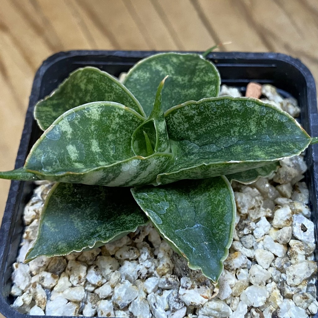 SH37964 Sansevieria ‘Sindoro’