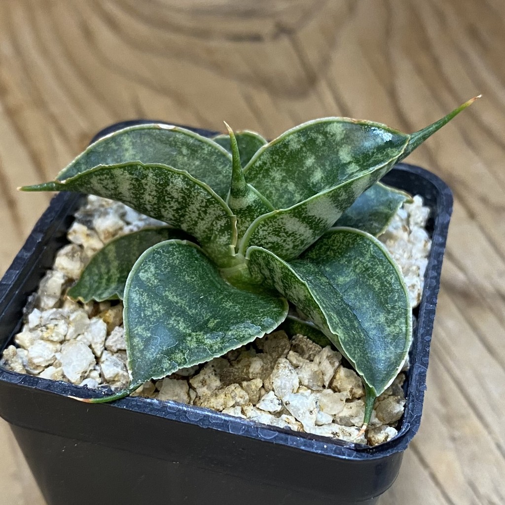 SH37964 Sansevieria ‘Sindoro’ - Image 2