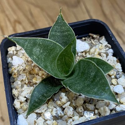 SH37965 Sansevieria ‘Dragon Scale’