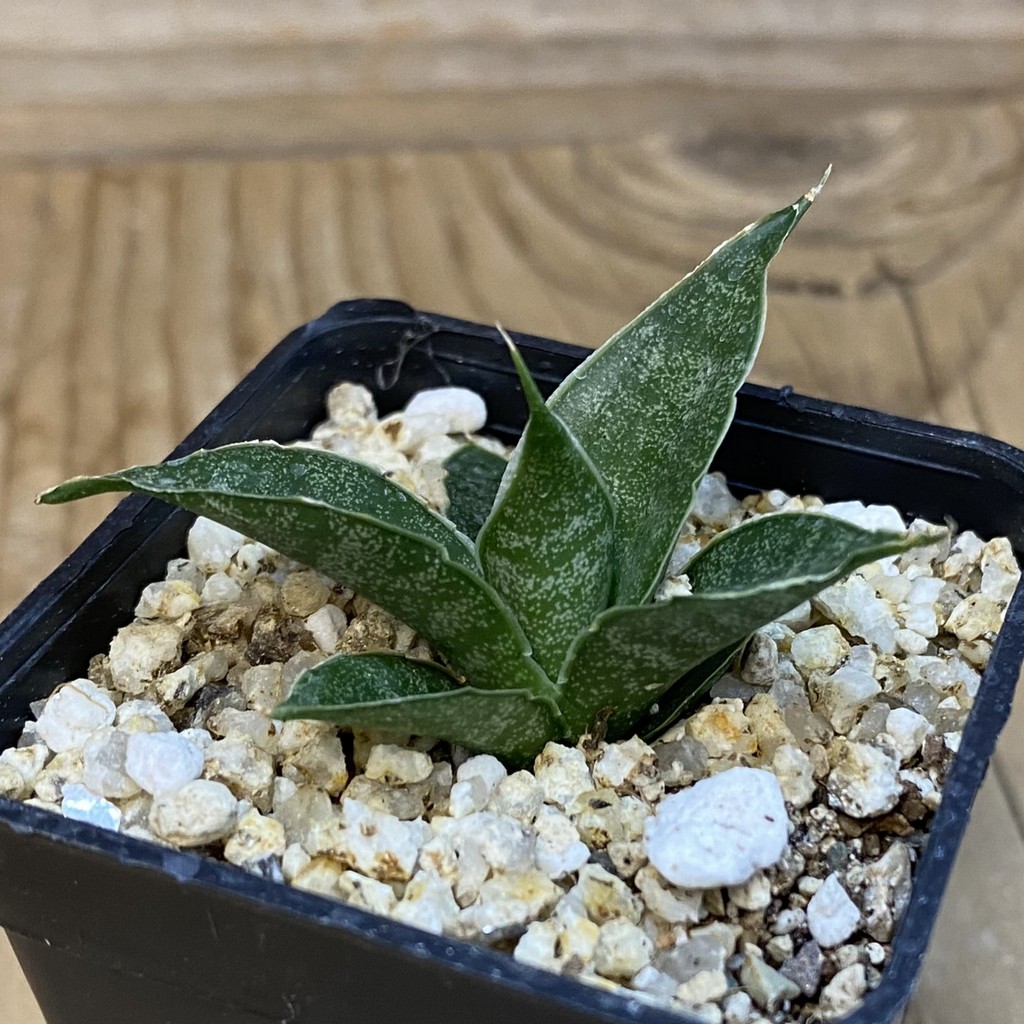 SH37965 Sansevieria ‘Dragon Scale’ - Image 2