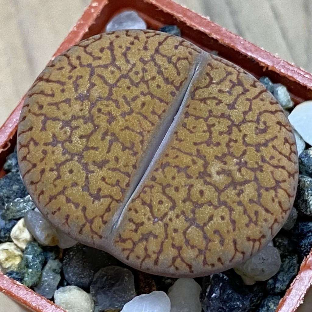 SH37895 Lithops aucampiae v. koelemanii C256