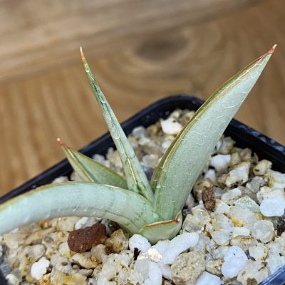 SH37966 Sansevieria hybrid ‘Chanin’