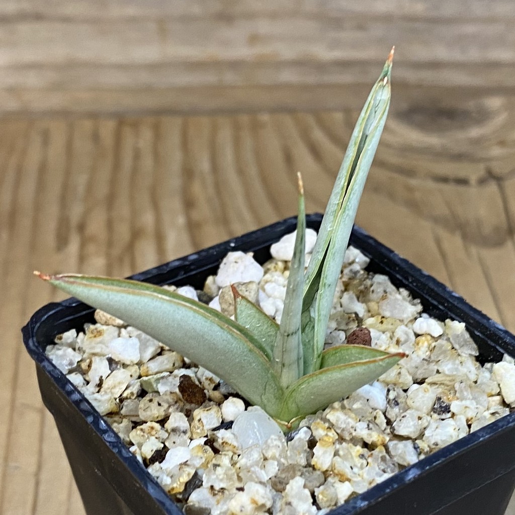 SH37966 Sansevieria hybrid ‘Chanin’ - Image 2