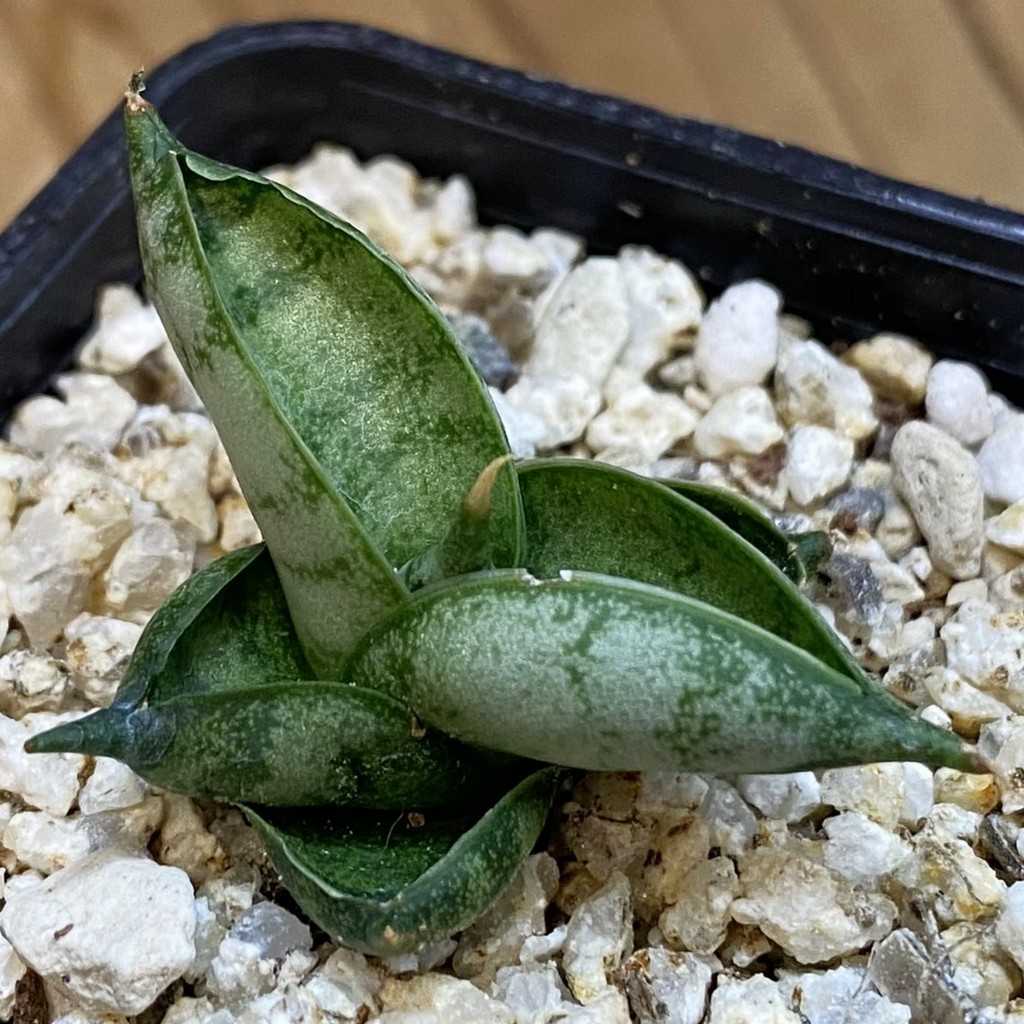 SH37967 Sansevieria 'Manee'