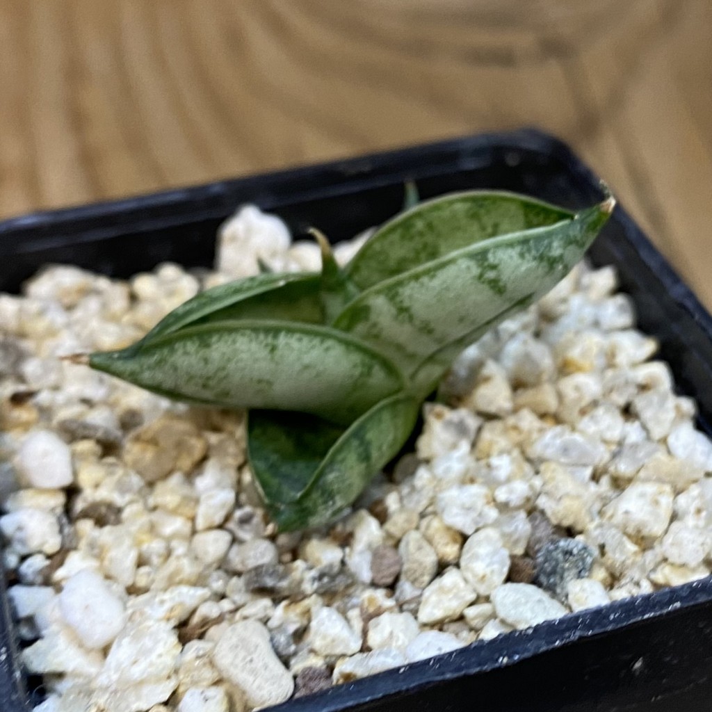 SH37967 Sansevieria 'Manee' - Image 2