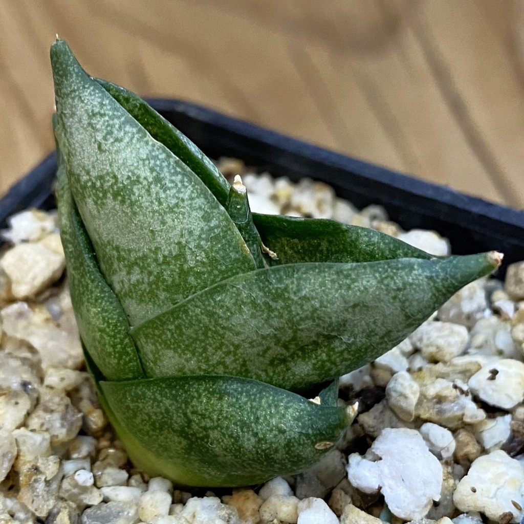 SH37968 Sansevieria ‘Tamu Tami’