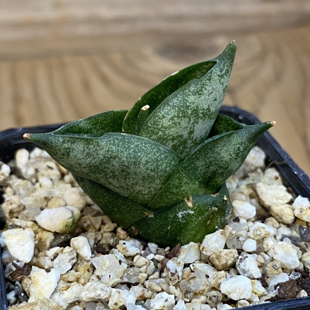 SH37968 Sansevieria ‘Tamu Tami’ - Image 2
