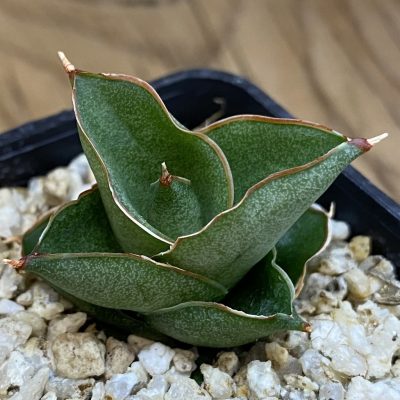 SH37969 Sansevieria ‘Bonny’