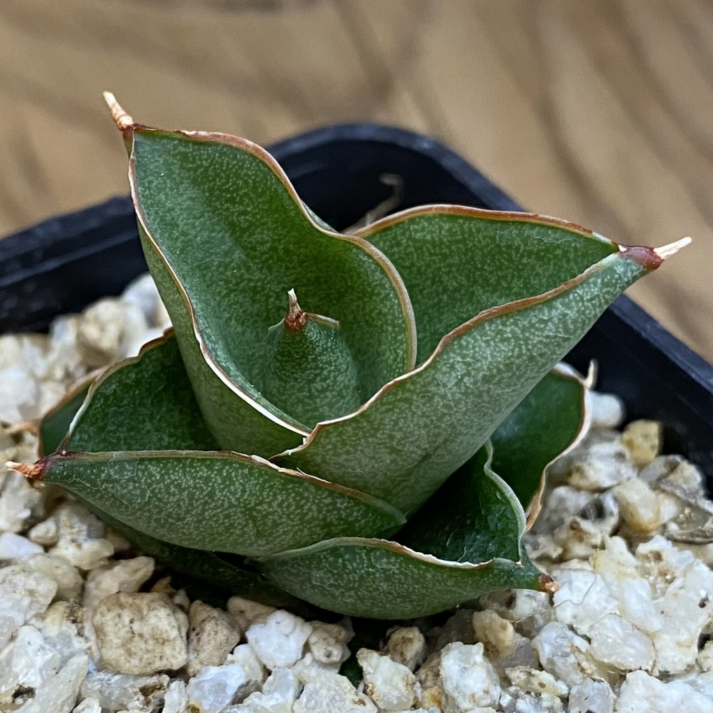 SH37969 Sansevieria ‘Bonny’