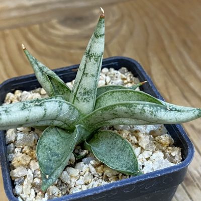 SH37970 Sansevieria 'Silver Crown'
