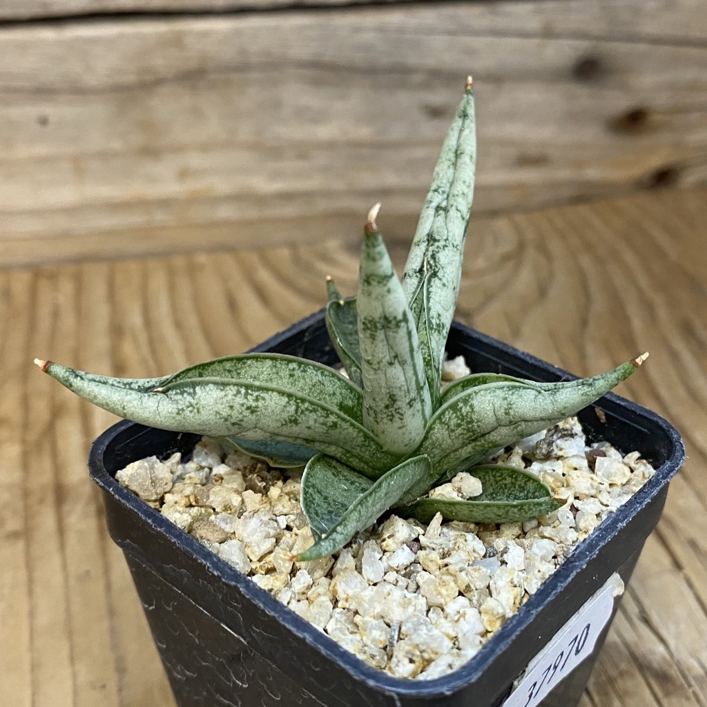 SH37970 Sansevieria 'Silver Crown' - Image 2